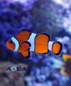 Falscher Clownfisch