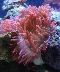 Kupferanemone