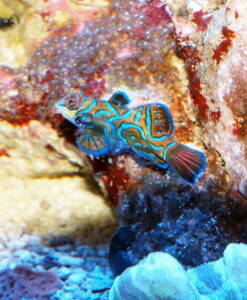 Alternative view of Mandarinfisch (Synchiropus splendidus)