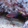 Sechstreifen Lippfisch (Pseudocheilinus hexataenia)
