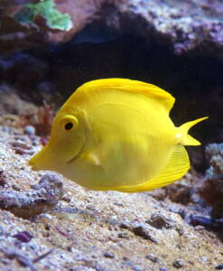 Gelber Doktorfisch