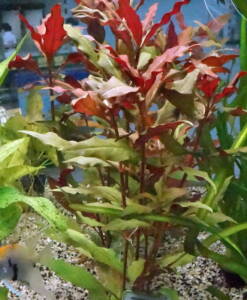 Rotes Papageienblatt