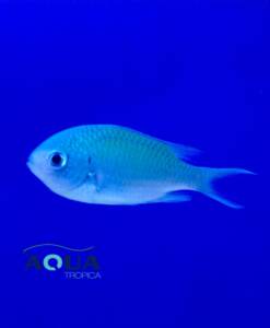 Grünes Schwalbenschwänzchen (Chromis viridis)