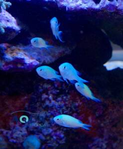 Alternative view of Grünes Schwalbenschwänzchen (Chromis viridis)