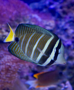 Alternative view of Segelflossendoktorfisch