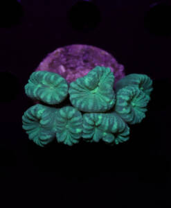 Caulastrea furcata