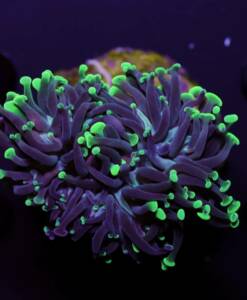 Euphyllia paraancora