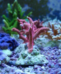 Alternative view of Montipora digitata rose