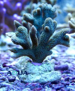 Montipora digitata grün