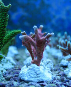 Montipora digitata rose