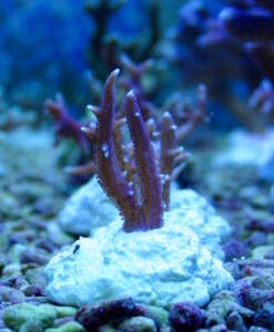 Seriatopora hystrix rot