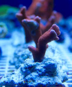 Montipora digitata rot