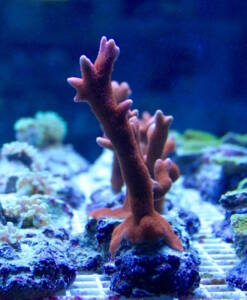Alternative view of Montipora digitata rot