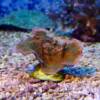 Montipora foliosa Lila Rand
