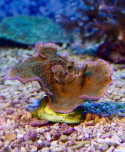 Montipora foliosa Lila Rand
