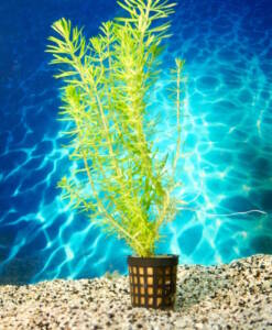 Alternative view of Pogostemon erectus