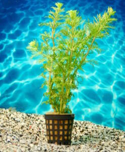 Limnophila sessiliflora