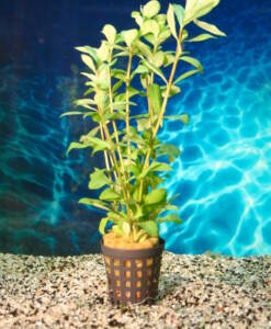 Hygrophila polysperma