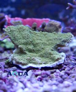 Montipora foliosa grün