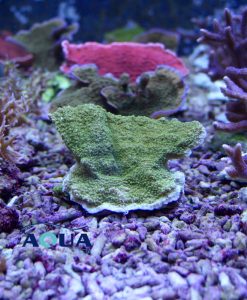 Alternative view of Montipora foliosa grün