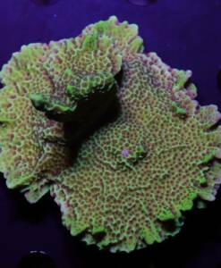 Montipora confusa