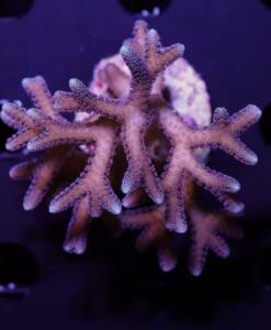 Seriatopora caliendrum silber