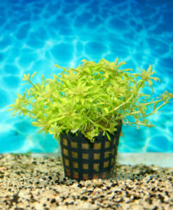 Pogostemon helferi