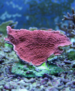 Montipora foliosa rot