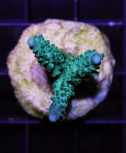 Acropora formosa