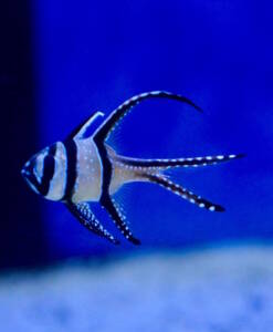 Banggai-Kardinalbarsch
