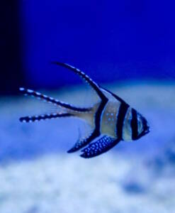 Alternative view of Banggai-Kardinalbarsch