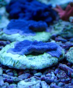 Montipora danae lila