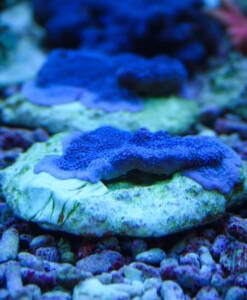 Alternative view of Montipora danae lila