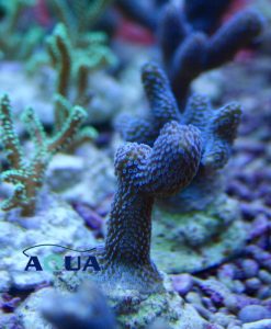 Montipora digitata blau
