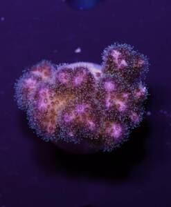 Poccilopora damicornis pink
