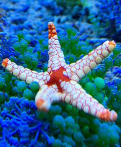 Alternative view of Fromia sp. Seestern