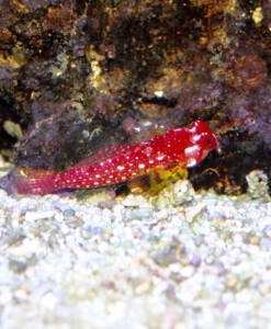 Roter Mandarinfisch