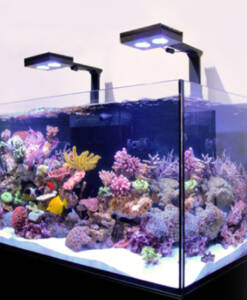 Alternative view of Red Sea Reefer Deluxe 425 G2+