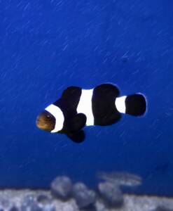 Schwarzer Clownfisch