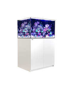Alternative view of Red Sea Reefer 300 G2+