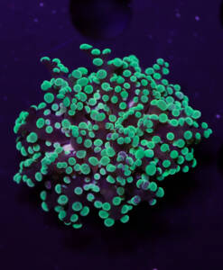 Euphyllia paradivisa "Green"