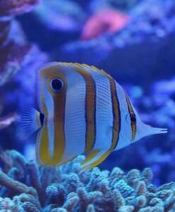 Pinzettfisch - Chelmon Rostratus