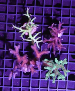 Seriatopora 4er Pack „caliendrum & hystrix“
