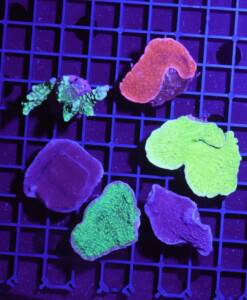 Montipora 3er Pack z.B. danae, foliosa oder digitata