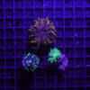 Euphyllia 3er Paket glabrescens, paraancora, paradivisa