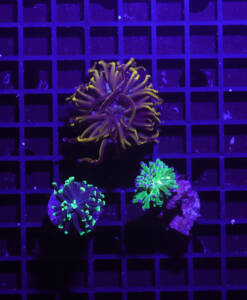 Euphyllia 3er Paket glabrescens, paraancora, paradivisa