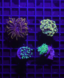 Euphyllia 4er Paket glabrescens, paraancora, paradivisa, Golden Nugget