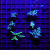 Acropora 4er Spar-Paket