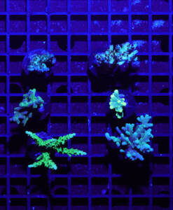 Acropora 4er Spar-Paket
