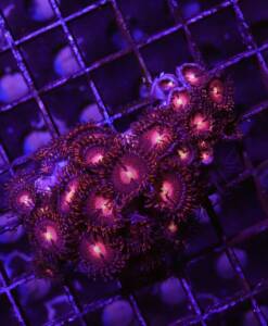 Zoanthus „Alien Explosion“ Krustenanemone